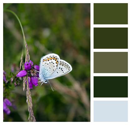 Flowers Butterfly Silver Studded Blue Butterfly Image